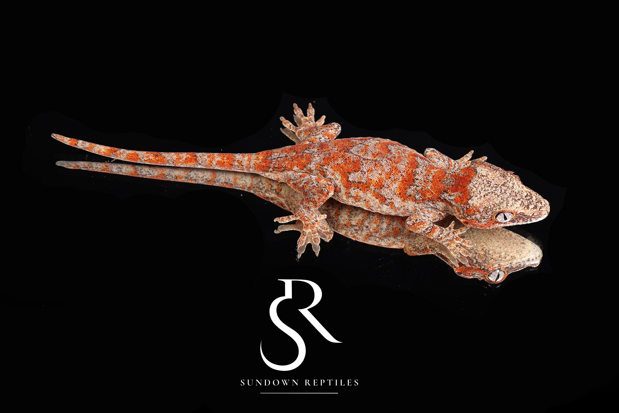 RA2025-37 Orange blotch gargoyle gecko - (Toasty x Shell Beach)