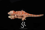 RA2025-37 Orange blotch gargoyle gecko - (Toasty x Shell Beach)