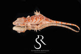 Gargoyle Gecko - Bicolor Skeleton Blotch (Coral x Starburst) RA2025-38