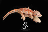 Gargoyle Gecko - Bicolor Skeleton Blotch (Coral x Starburst) RA2025-38