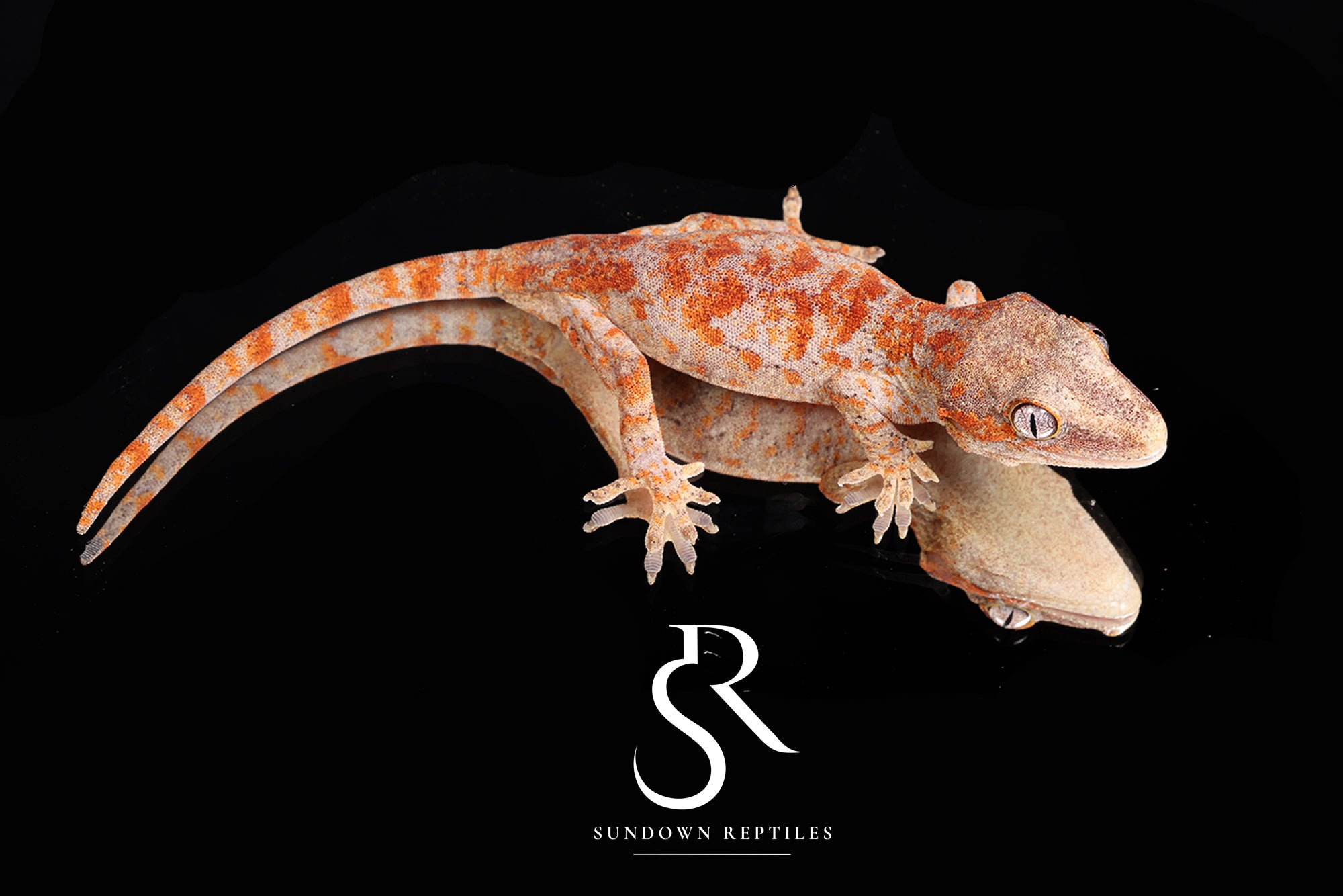 Gargoyle Gecko - Bicolor Skeleton Blotch (Coral x Starburst) RA2025-38