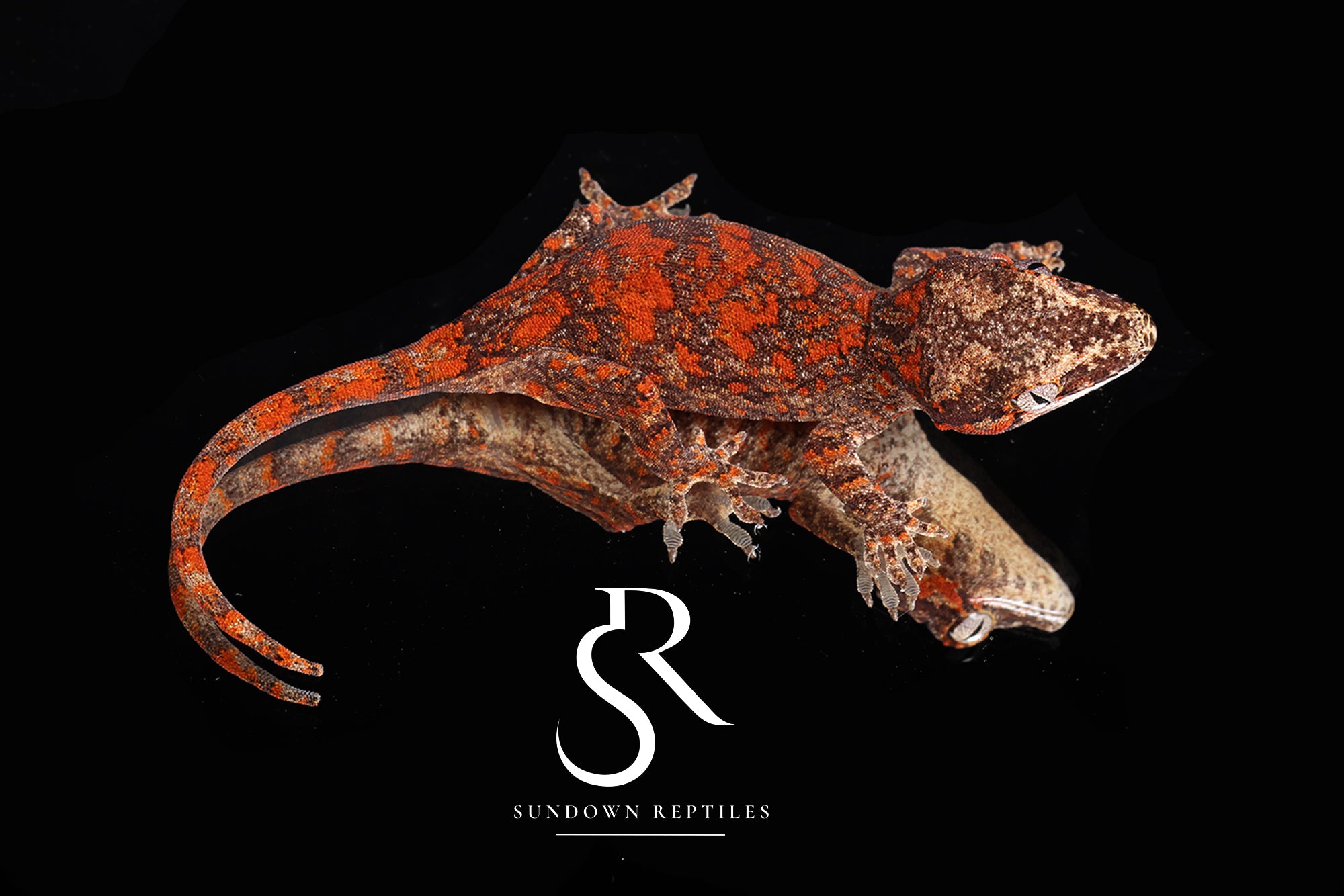 MC2025-39 Red super Blotch - Redbud x The Bomb