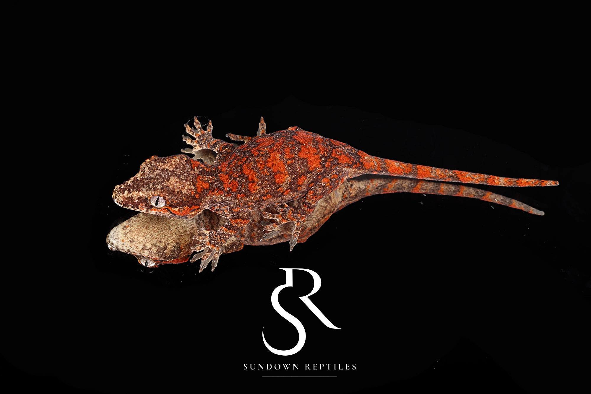 MC2025-39 Red super Blotch - Redbud x The Bomb