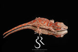 RA2025-40  Unsexed Super Blotch  Gargoyle Gecko  (Hotshot x Saffron)