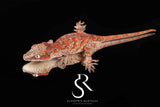 RA2025-40  Unsexed Super Blotch  Gargoyle Gecko  (Hotshot x Saffron)