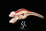 RA2025-31 Red Stripe Gargoyle Gecko - (RS x JM1)