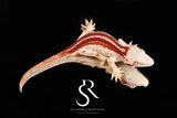 RA2025-31 Red Stripe Gargoyle Gecko - (RS x JM1)