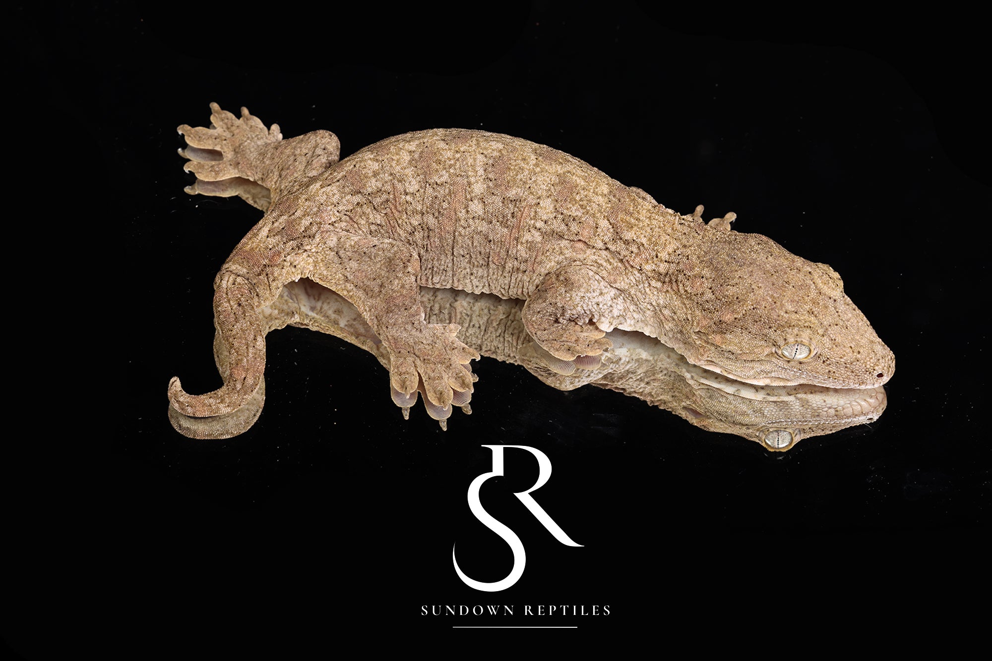 Unsexed GT Friedel Mt. Khogis x A/MK/MCDK Leachianus