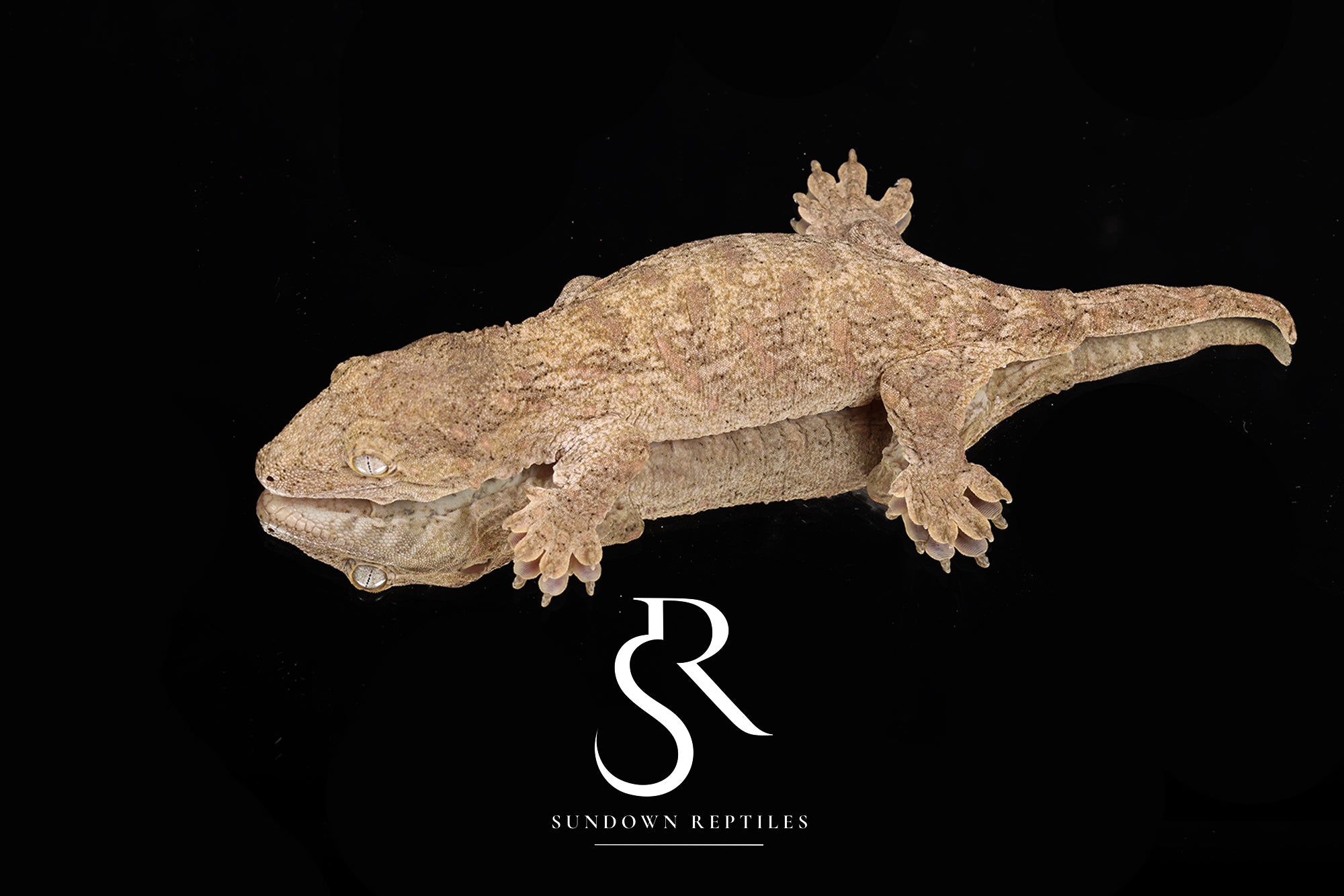 Unsexed GT Friedel Mt. Khogis x A/MK/MCDK Leachianus