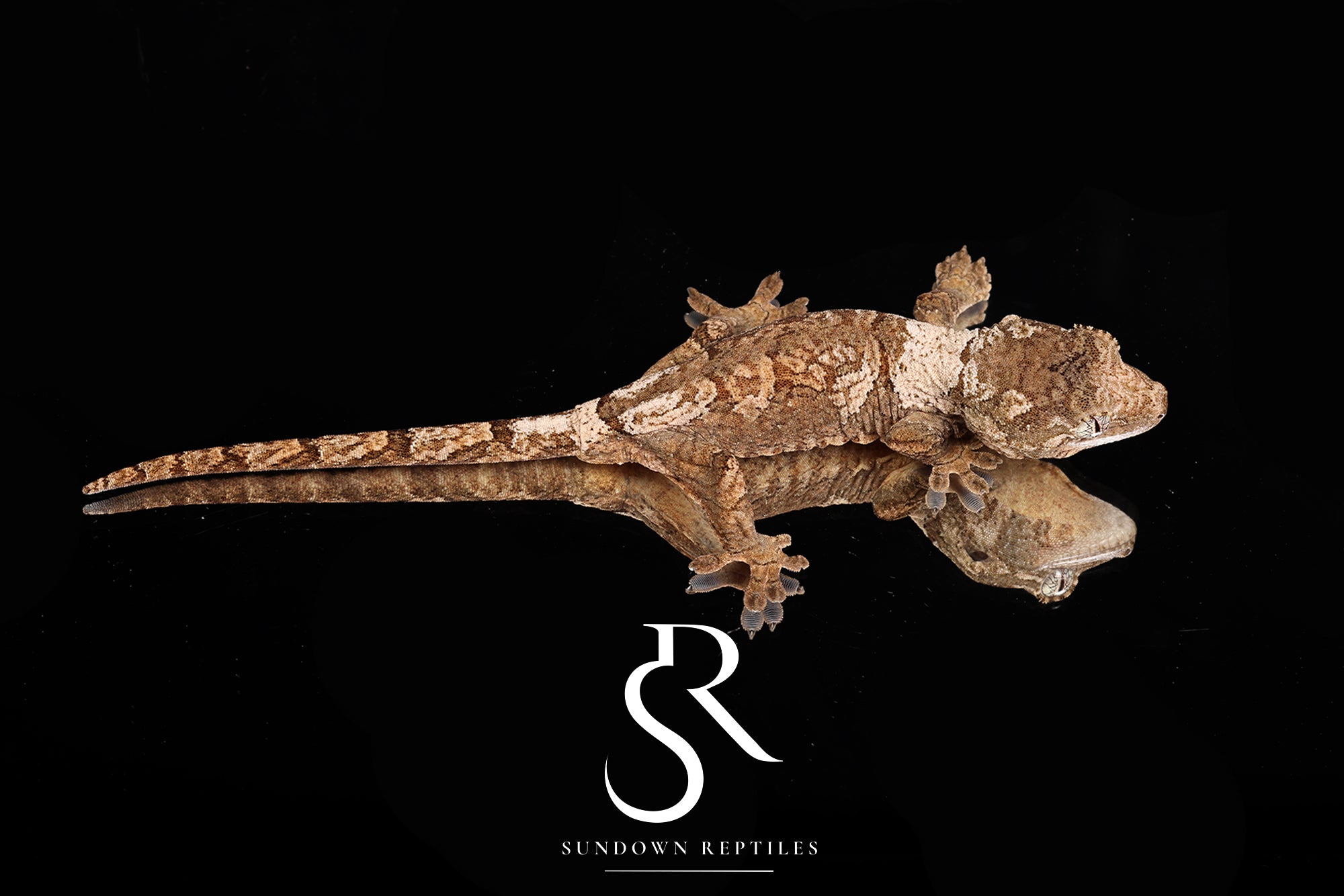 MC2025-56  Unsexed Pine Island M. chahoua - Nectar x Cotopaxi