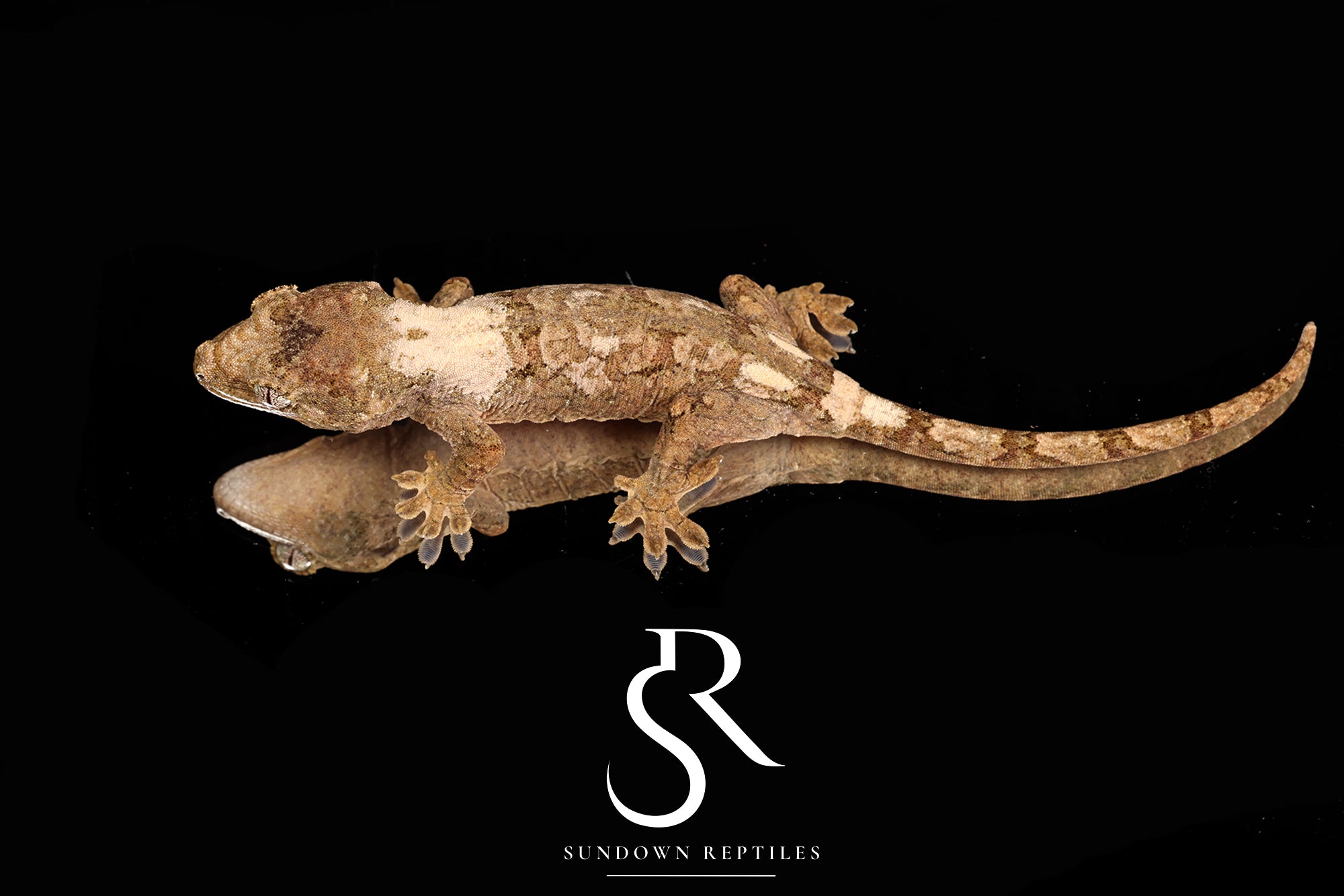 MC2025-58 Unsexed PI M. chahoua - Koala x Jacamar