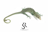 Unsexed 2025 USCBB Yellow Tree Monitor (Varanus reisingeri) Pair 2 #2