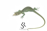 Unsexed 2025 USCBB Yellow Tree Monitor (Varanus reisingeri) Pair 2 #2