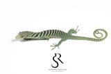 Unsexed 2025 USCBB Yellow Tree Monitor (Varanus reisingeri) Pair 2 #1