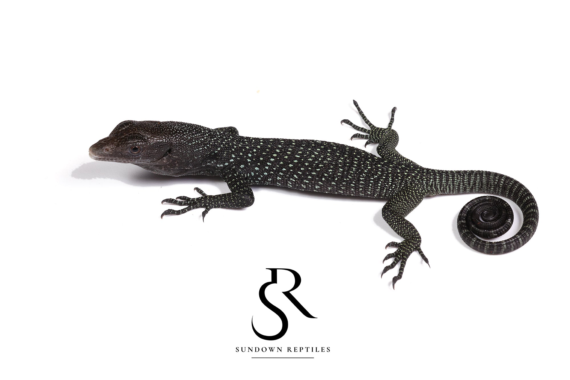 USCBB Unsexed Black Tree Monitor (Varanus beccarii) #1
