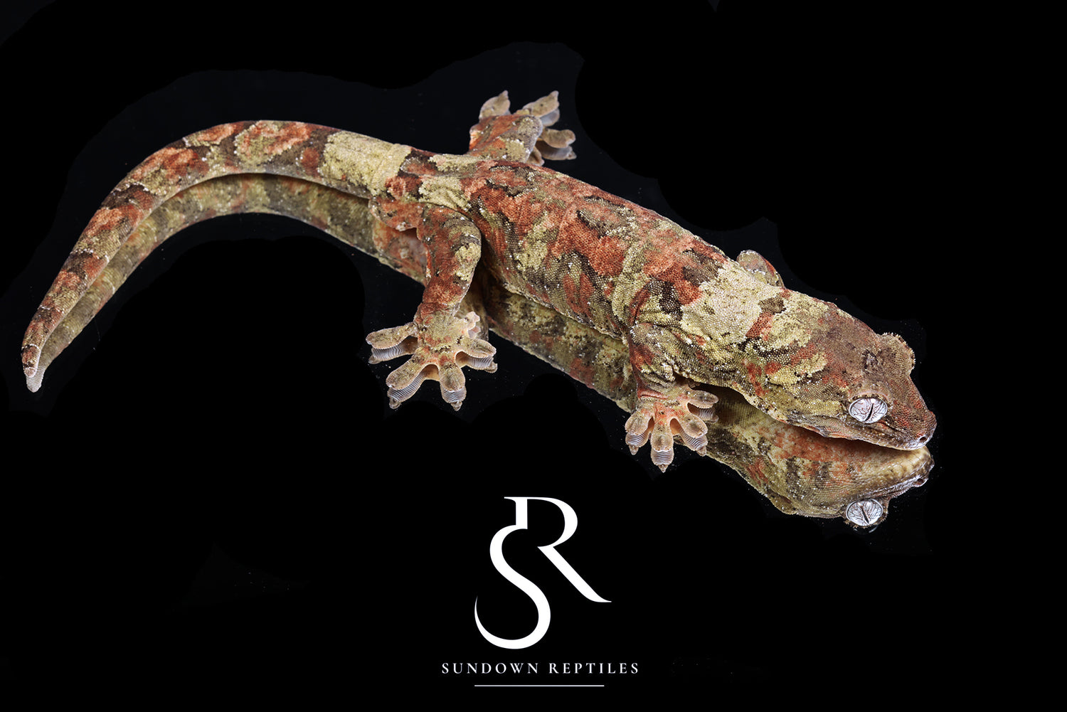 Tiger Balm - Sundown Reptiles