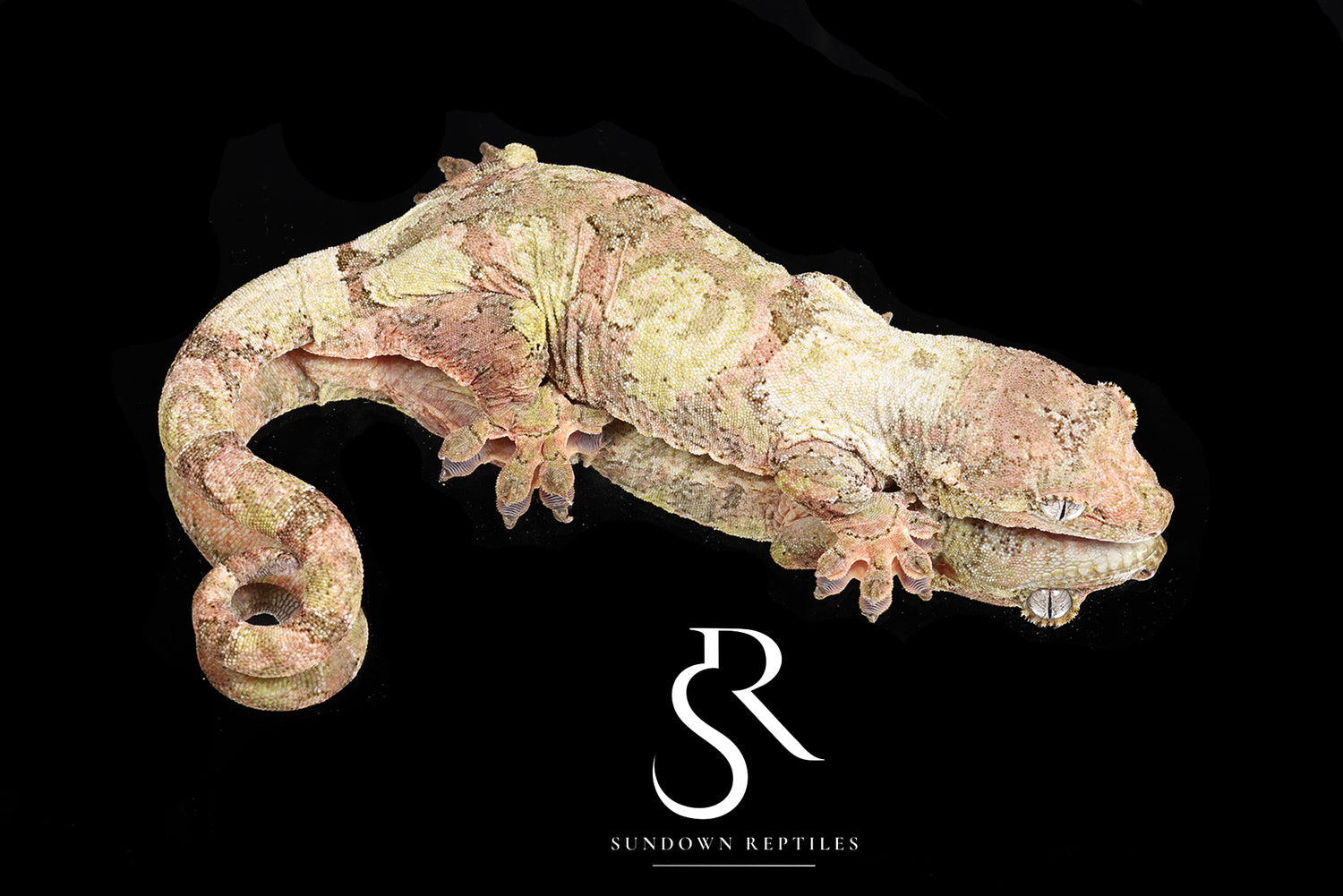 Sun Dragon - Sundown Reptiles