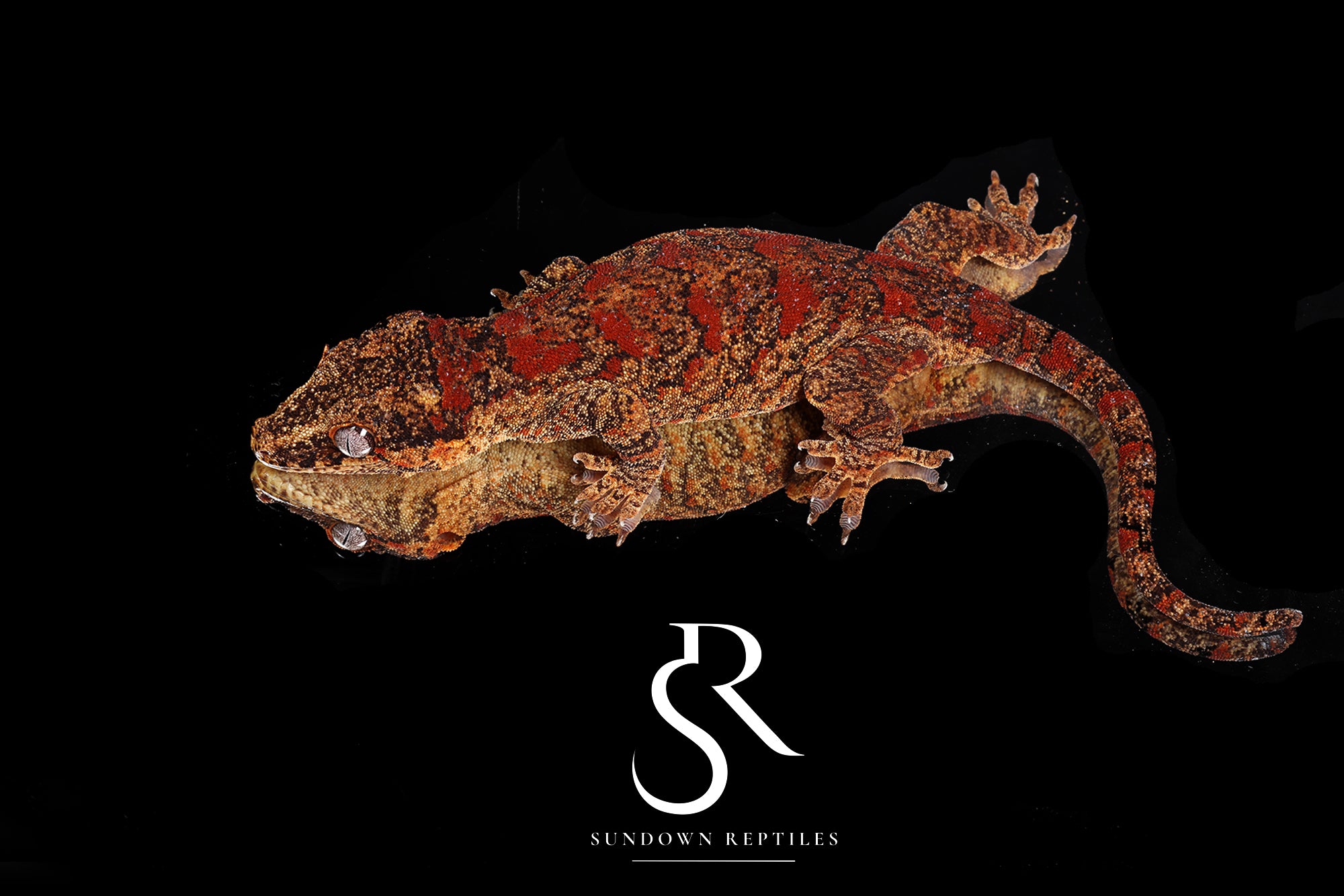 RA2025-37 Orange blotch gargoyle gecko - (Toasty x Shell Beach)