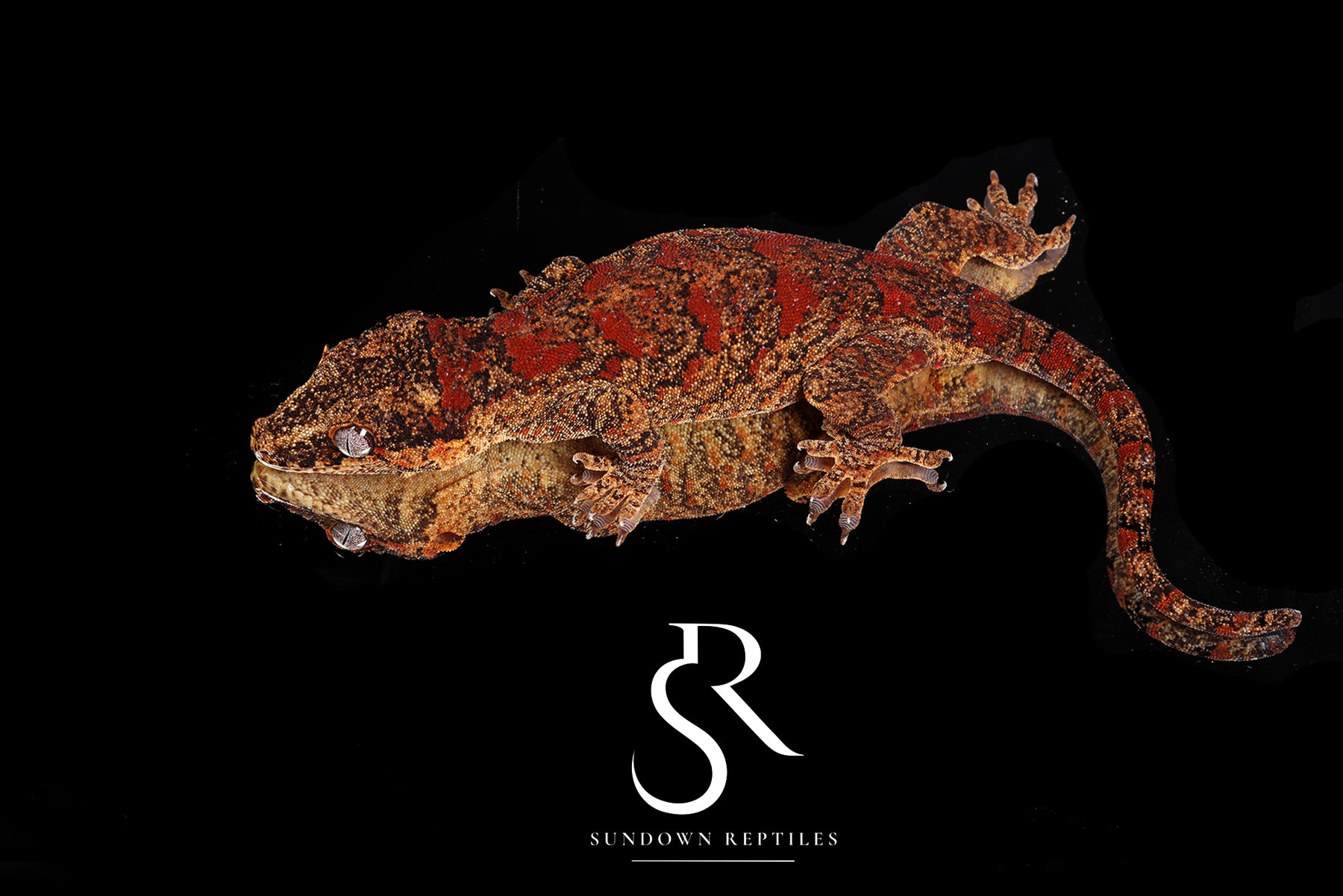 Gargoyle Gecko - Male (Toasty x Shell Beach) RA2025-97 (Copy) - Sundown Reptiles
