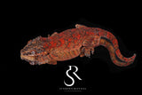 RA2025-37 Orange blotch gargoyle gecko - (Toasty x Shell Beach)