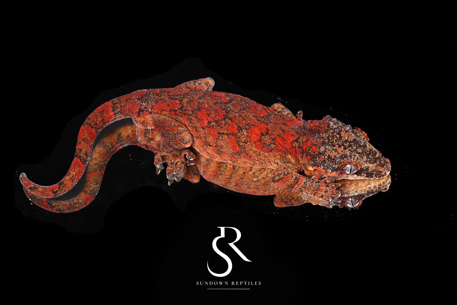 Toasty - Sundown Reptiles