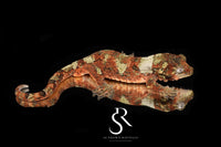 Pine Island chahoua - Probable male (Sedona x Candyman) MC2025-123 - Sundown Reptiles