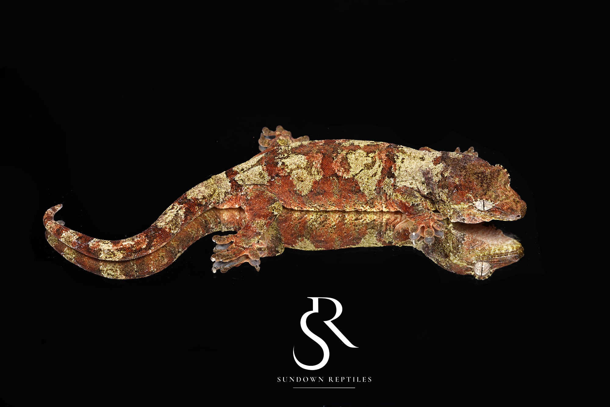 Pine Island chahoua - Probable male (Sedona x Candyman) MC2025-123 - Sundown Reptiles