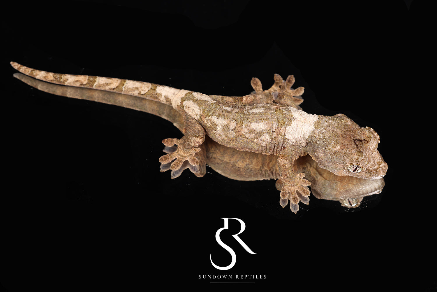 Pine Island chahoua - Unsexed (Southern Charm x Calyx) MC2025-160