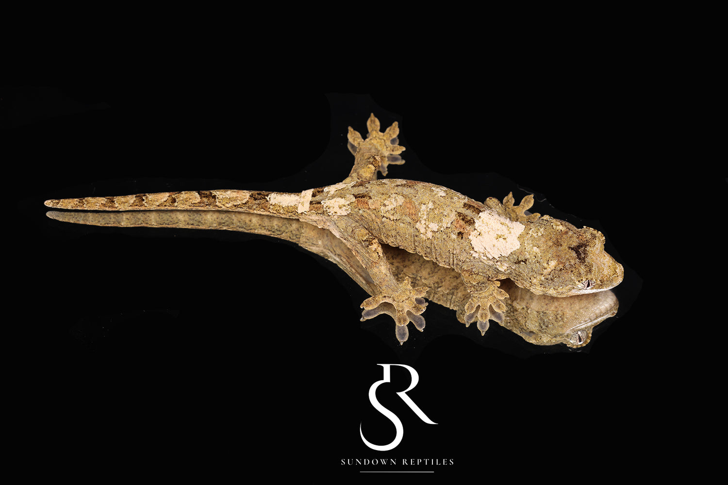 Pine Island chahoua - Male (Ivy x Firefly) MC2025-161