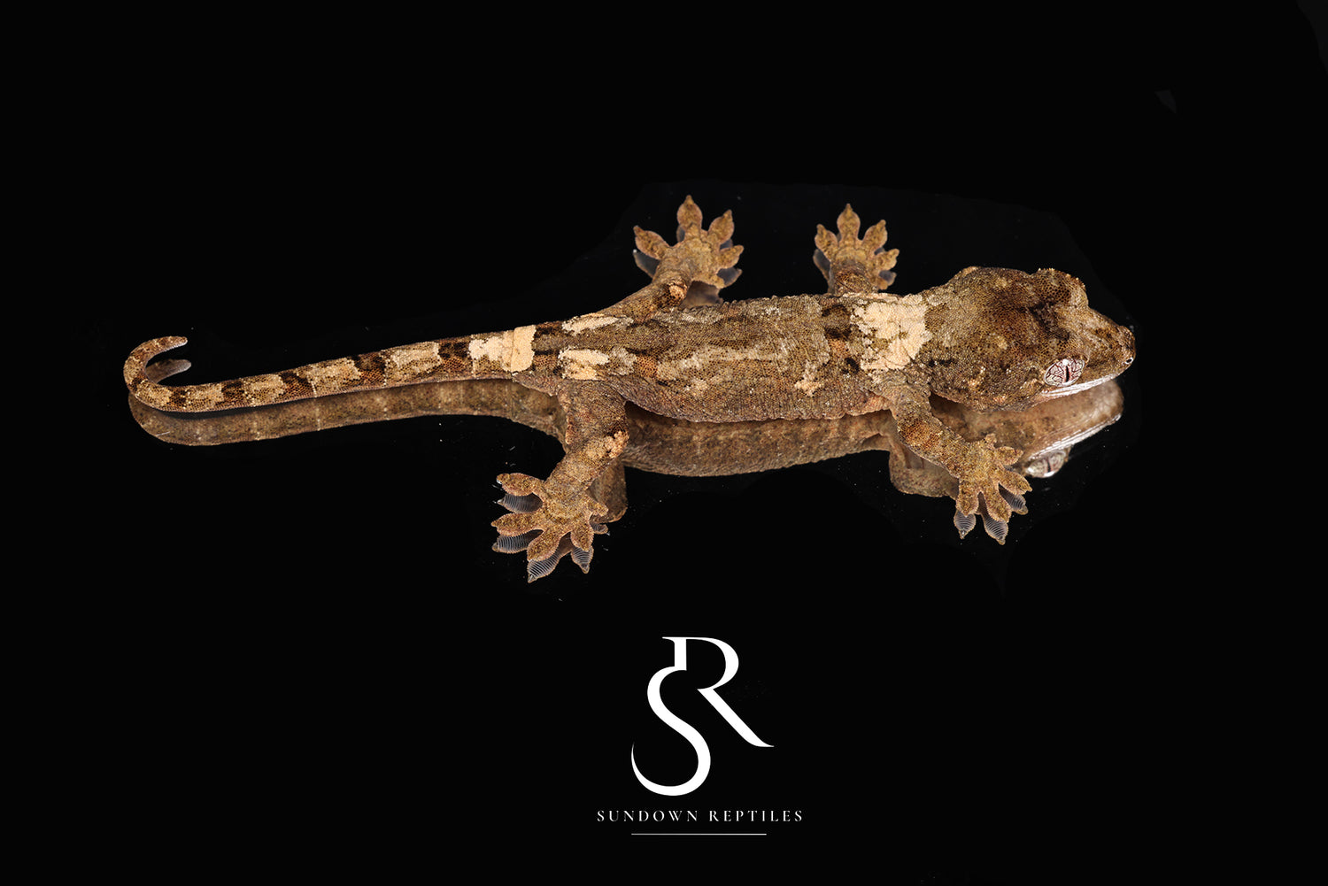 Pine Island Chahoua -  Unsexed (Skunk x Ambrosia) MC2025-157