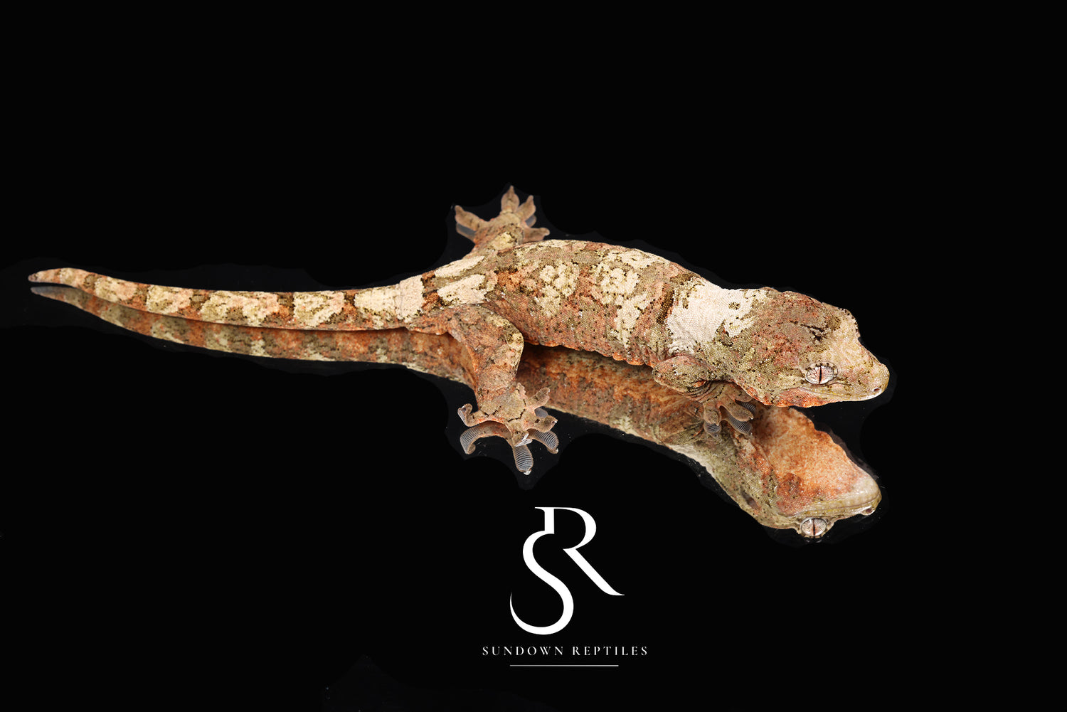 Pine Island Chahoua- Male (Labyrinth x Skyy) MC49