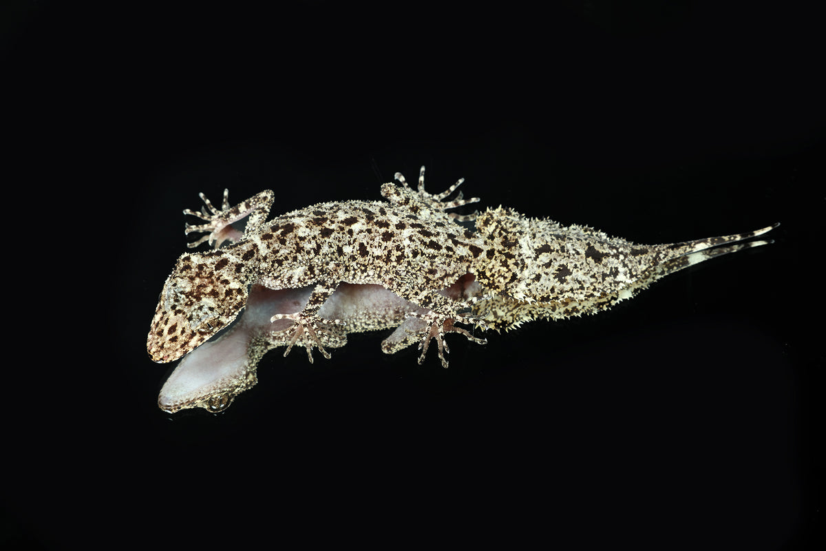 Riverine Leaf-Tailed Gecko - Sundown Reptiles