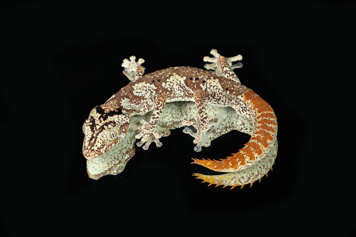 Northern Spiny-Tailed Gecko - Sundown Reptiles