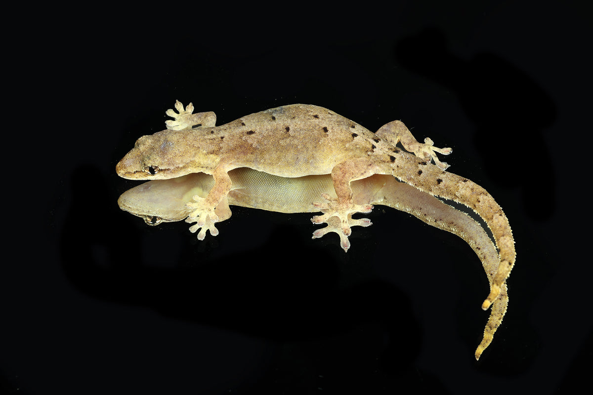 Mourning Gecko - Sundown Reptiles