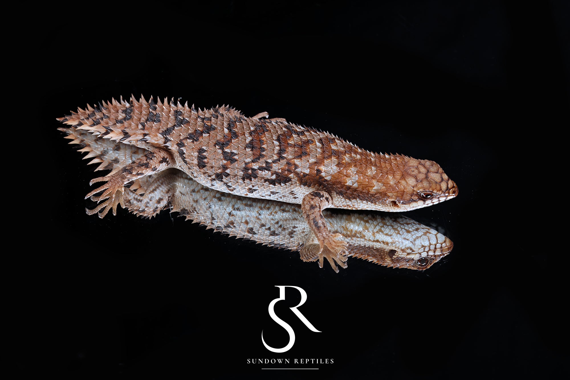 Pygmy Spiny-Tailed Skink (Egernia Depressa) Female - Sundown Reptiles