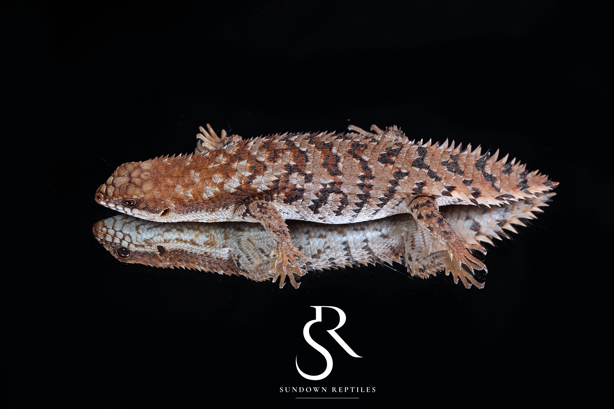 Pygmy Spiny-Tailed Skink (Egernia Depressa) Female - Sundown Reptiles