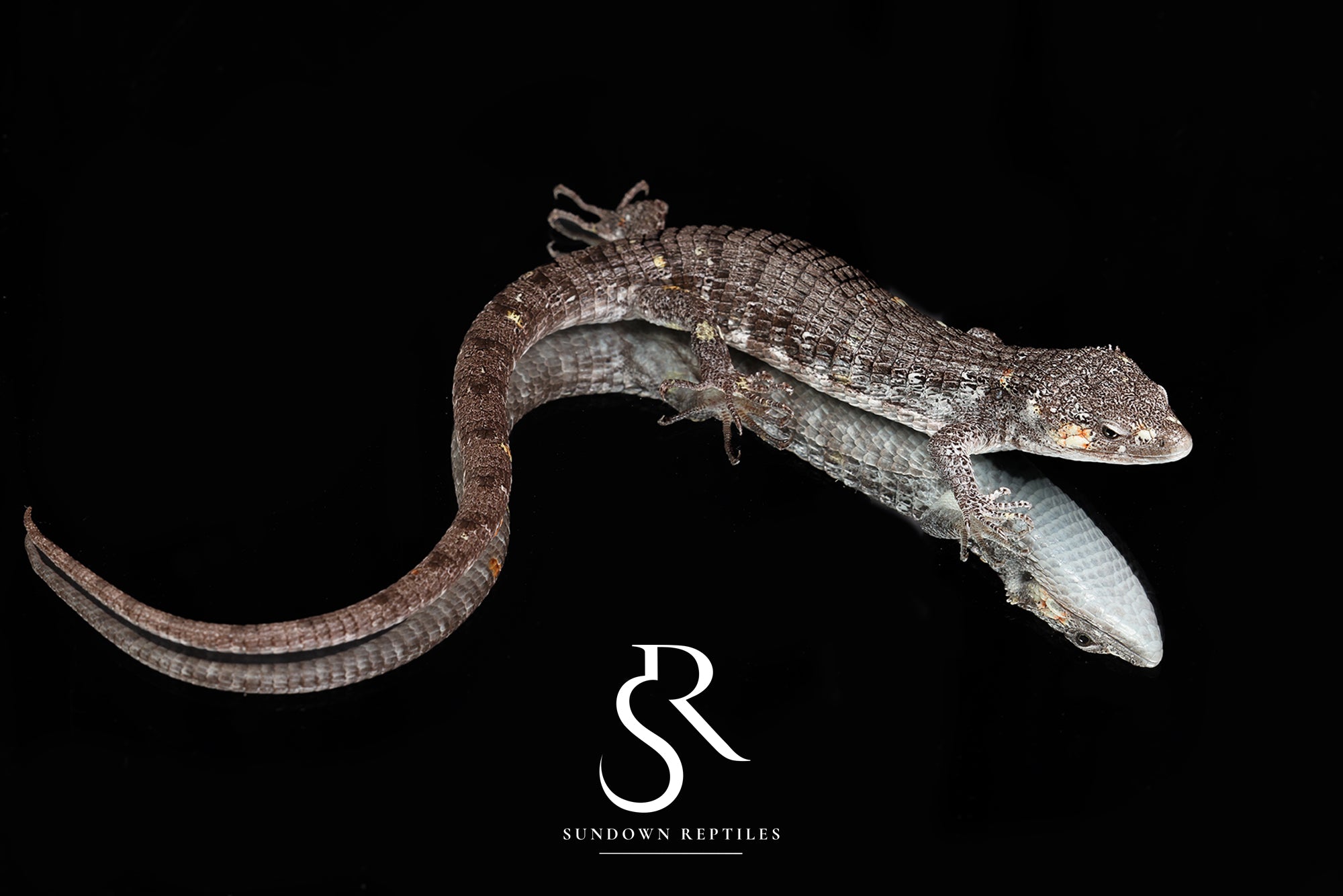 Red-Lipped Alligator Lizard (Abronia lythrochila) - Male - Sundown Reptiles