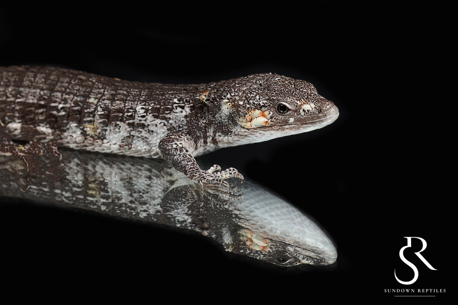 Red-Lipped Alligator Lizard (Abronia lythrochila) - Male - Sundown Reptiles
