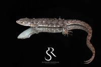 Red-Lipped Alligator Lizard (Abronia lythrochila) - Male - Sundown Reptiles
