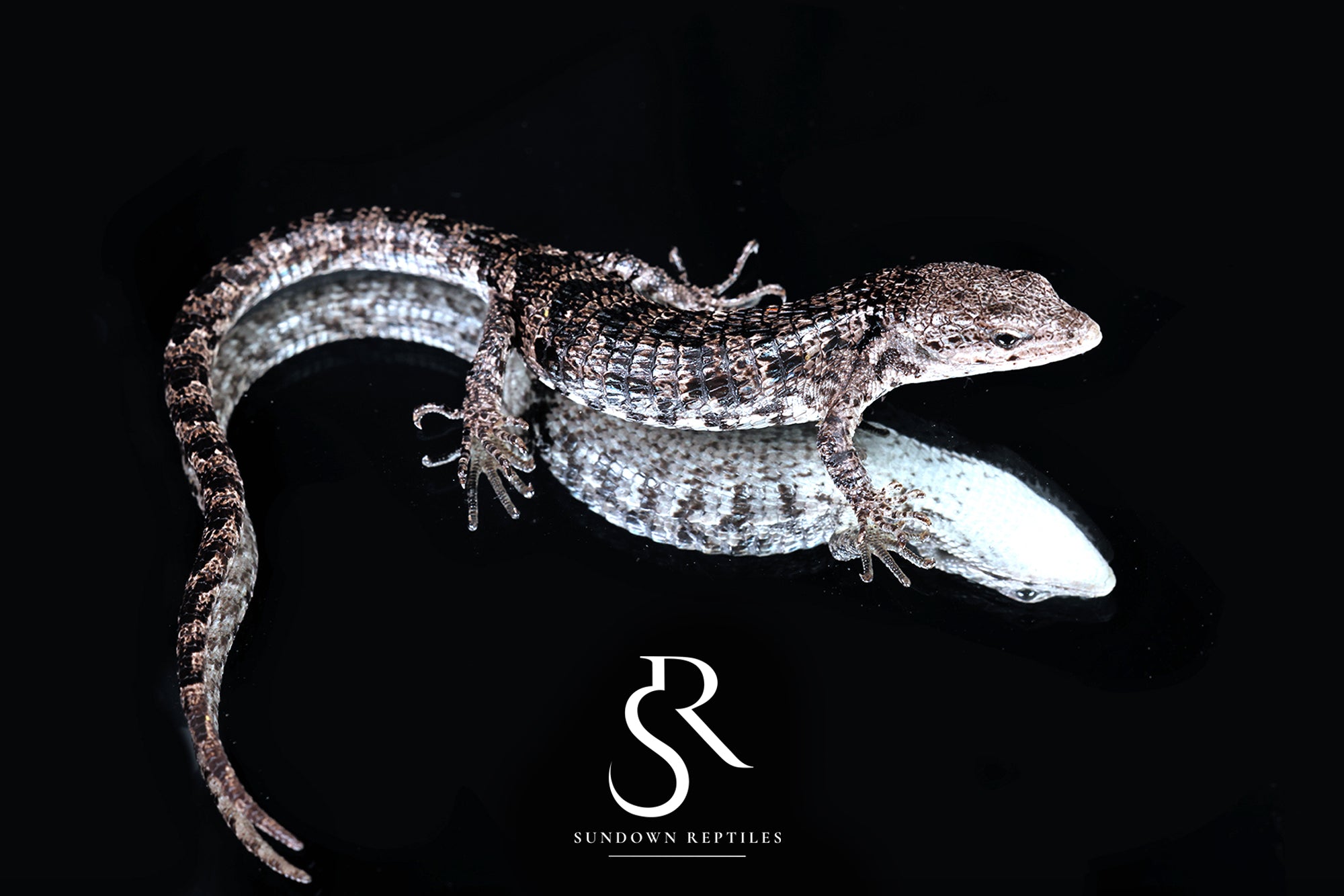 Red-Lipped Alligator Lizard (Abronia lythrochila) - USCBB Unsexed #2 - Sundown Reptiles