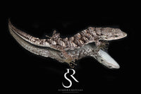 Red-Lipped Alligator Lizard (Abronia lythrochila) - USCBB Unsexed - Sundown Reptiles