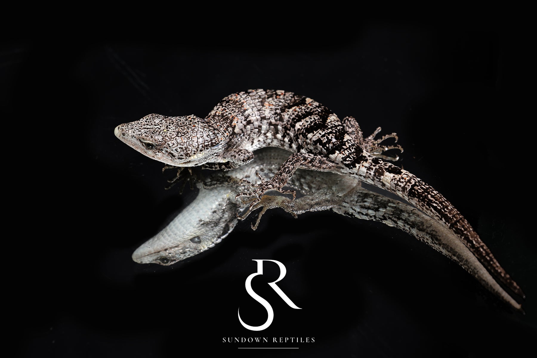 Red-Lipped Alligator Lizard (Abronia lythrochila) - USCBB Unsexed - Sundown Reptiles
