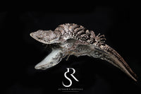 Red-Lipped Alligator Lizard (Abronia lythrochila) - USCBB Unsexed - Sundown Reptiles
