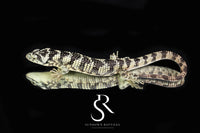 Bromeliad Alligator Lizard (Abronia taeniata) USCBB Male - Sundown Reptiles