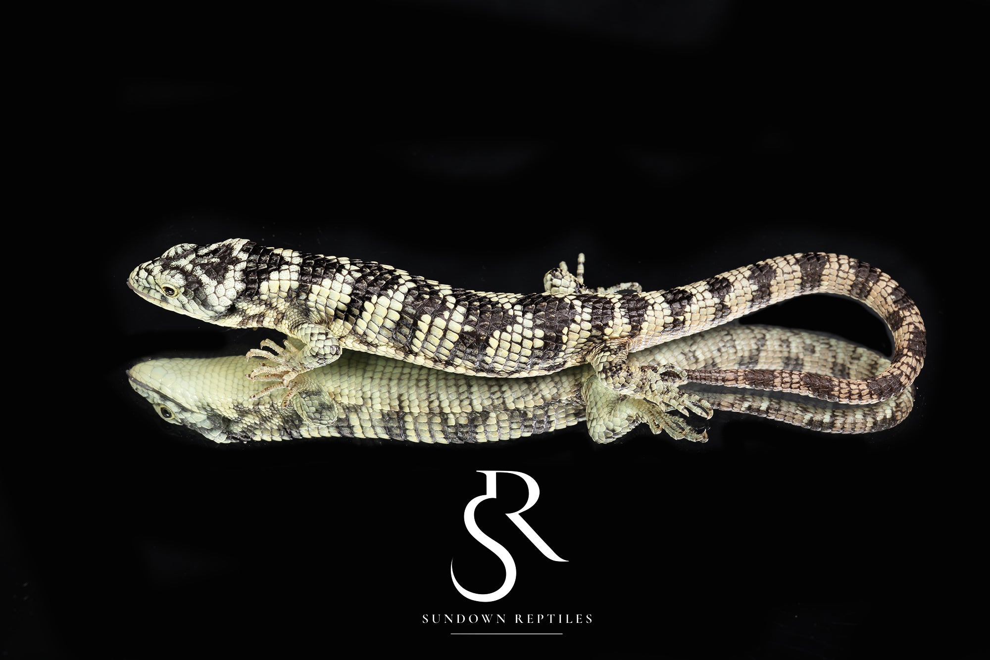 Bromeliad Alligator Lizard (Abronia taeniata) USCBB Male - Sundown Reptiles