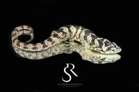 Bromeliad Alligator Lizard (Abronia taeniata) USCBB Male - Sundown Reptiles