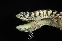 Bromeliad Alligator Lizard (Abronia taeniata) USCBB Male - Sundown Reptiles