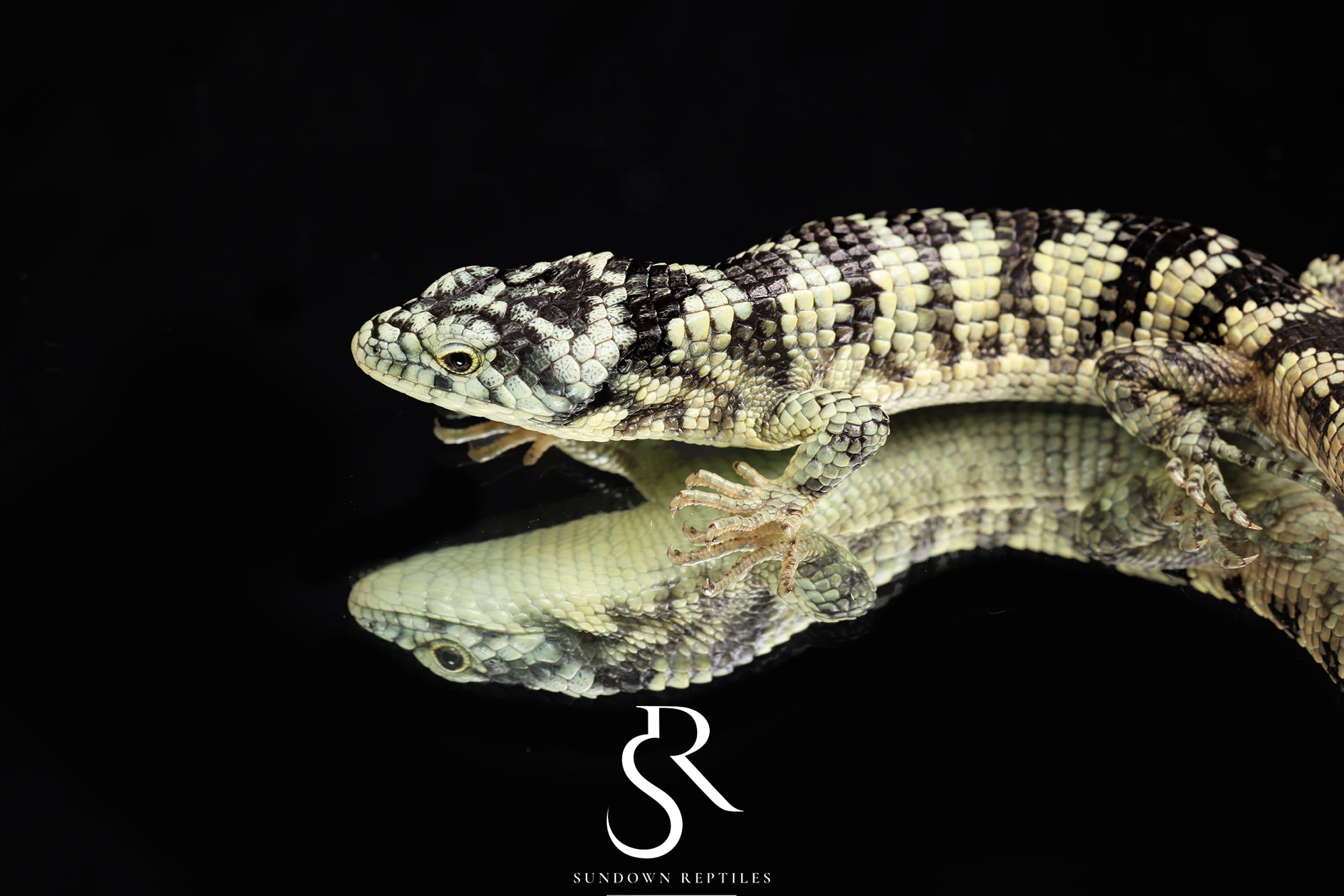 Bromeliad Alligator Lizard (Abronia taeniata) USCBB Male - Sundown Reptiles