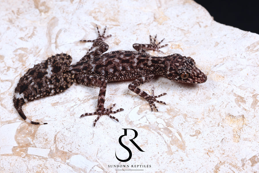 Riverine Leaf-Tail Gecko (Phyllurus amnicola) Male #1 - Sundown Reptiles