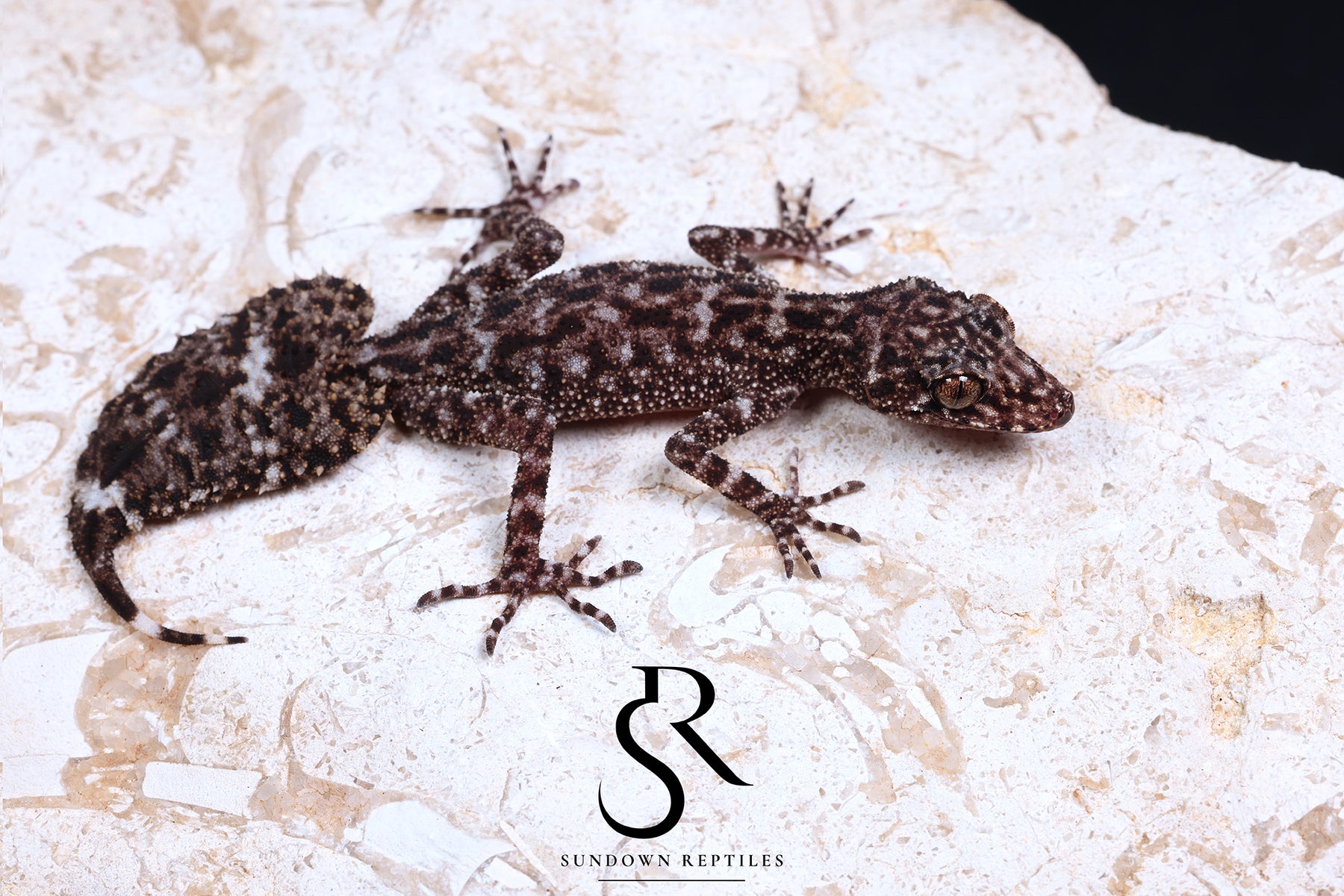 Riverine Leaf-Tail Gecko (Phyllurus amnicola) Male #1 - Sundown Reptiles